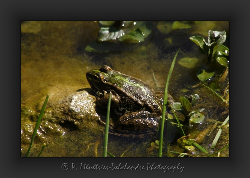 Grenouille rieuse ( Pelophylax ridibundus )