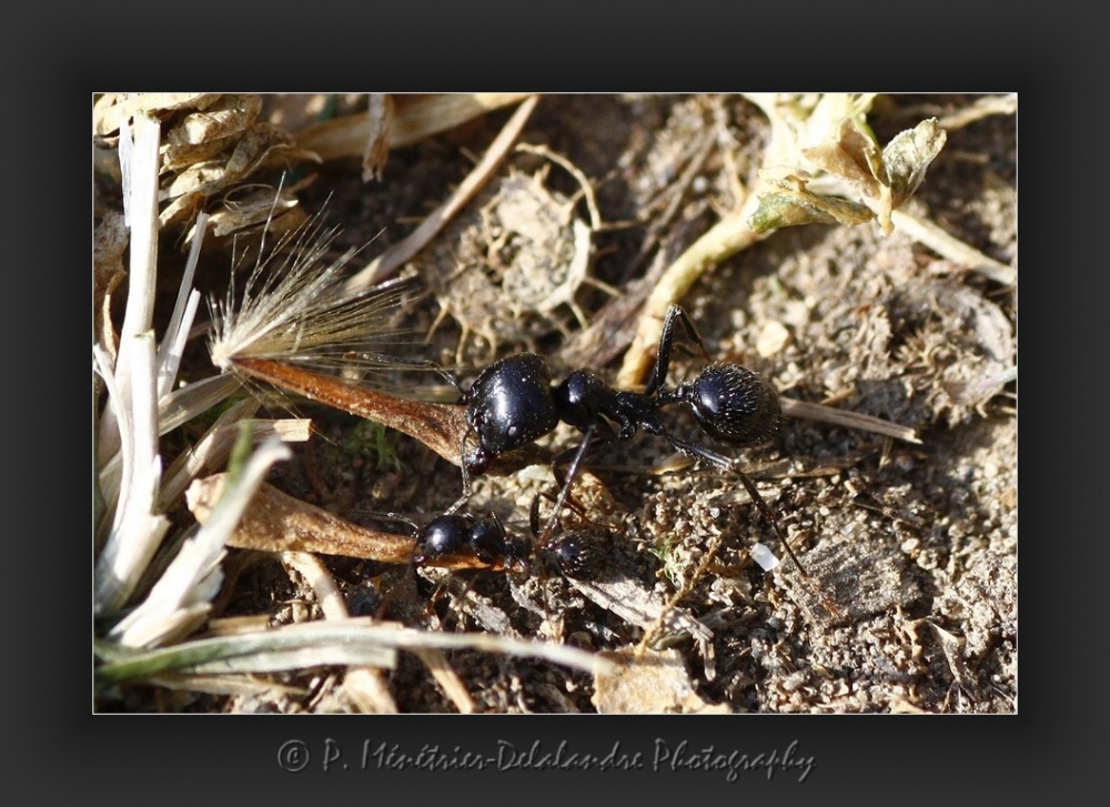 Travail titanesque des fourmis...