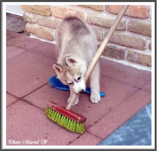 Les jouets de vos Huskys (26 avril 2014)