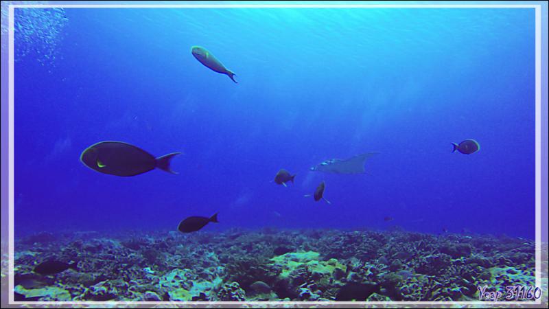 Rencontre furtive avec une Raie manta - Passe Garuae (nord) - Atoll de Fakarava - Tuamotu - Polynésie française
