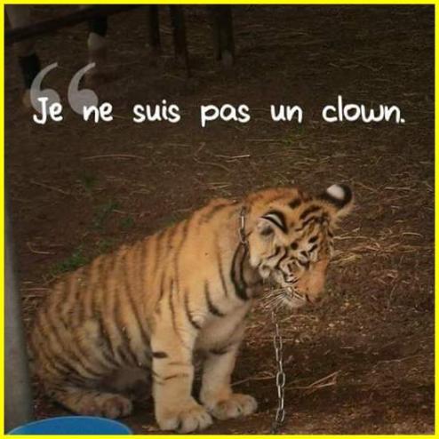 NOS CiRQUES