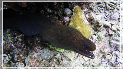 La murène de Java "gueule cassée" - Snorkeling à Thudufushi - Atoll d'Ari - Maldives