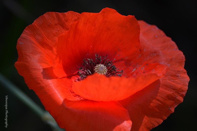 Bois de Vincennes : Lac des Minimes : Jolis coquelicots 
