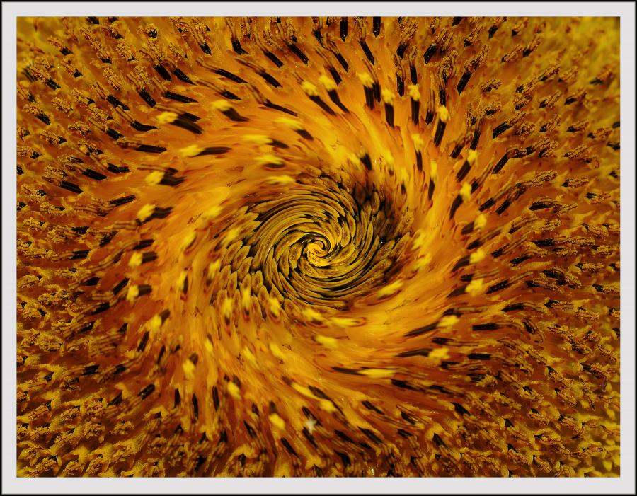 Vortex Végétal