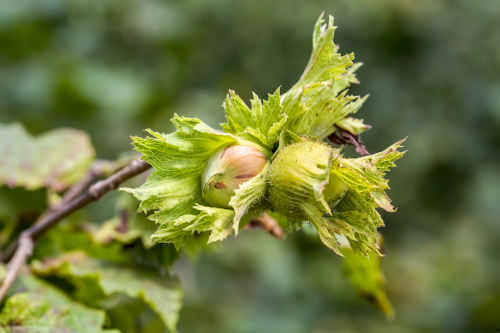 Arbre fruitier : Noisetier