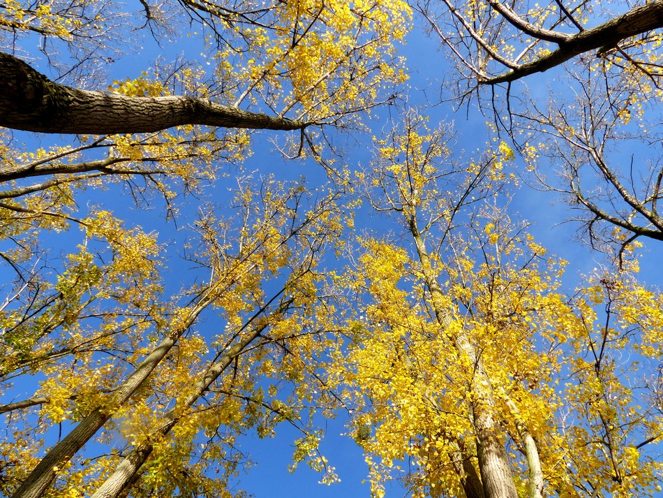 Le parc avant l'hiver