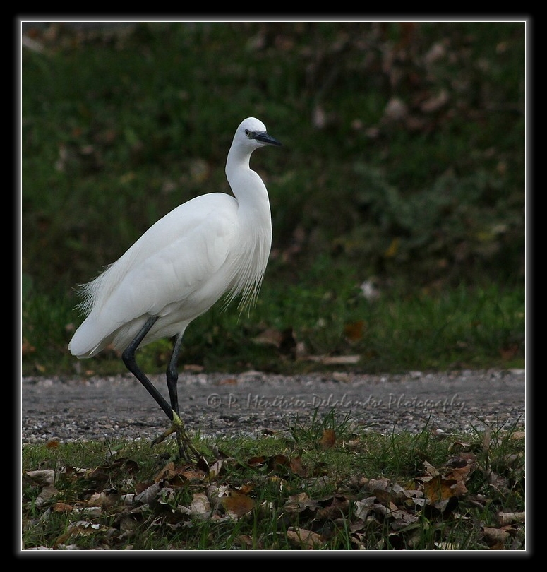 Aigrette garzette...