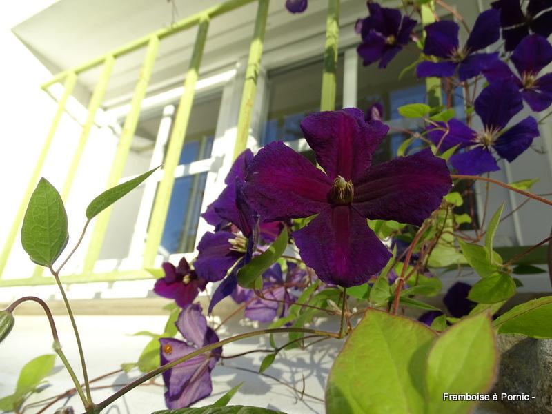 Clématites du jardin 