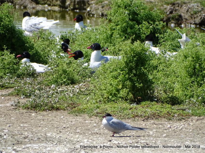 Oiseaux du polder Sébastopol à Noirmoutier 