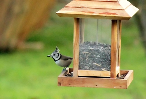 Une nouvelle et jolie visiteuse de mon jardin...