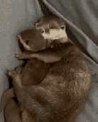 Exposé sur la loutre par Milana