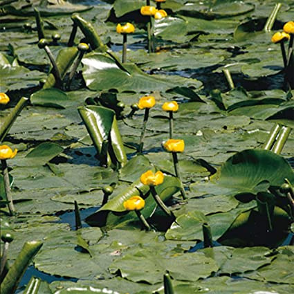 Fleurs cultivées : Nénuphar