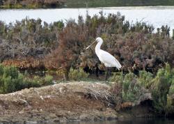 Promenade ornithologique...
