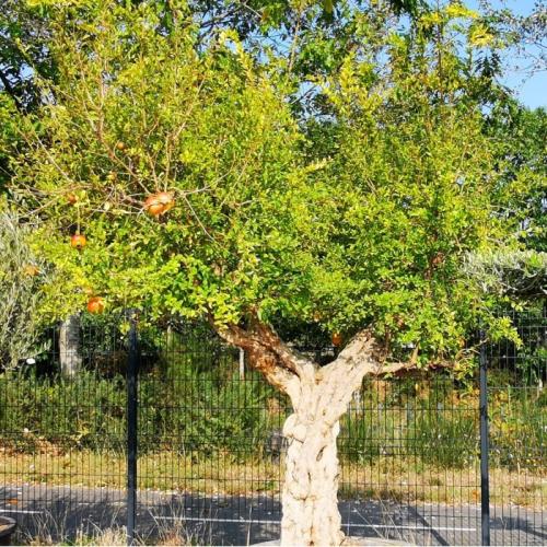 Arbre fruitier  Grenadier