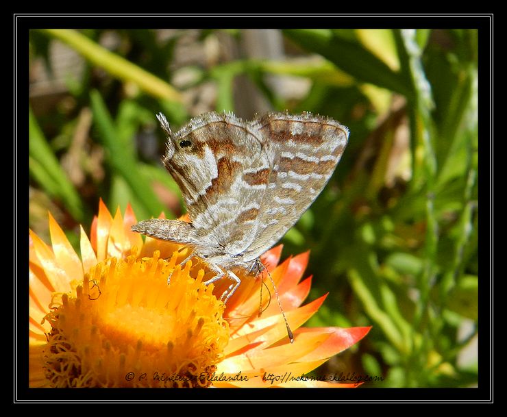 Ils pullulent dans mon jardin ces jours-ci...