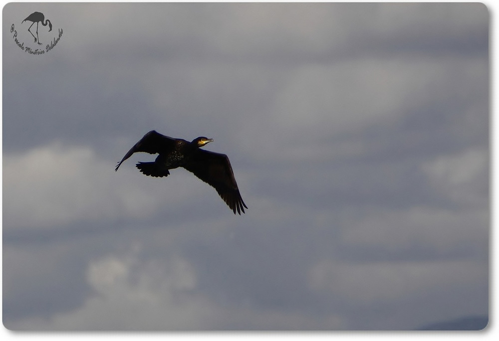 Passage d'un Grand Cormoran...