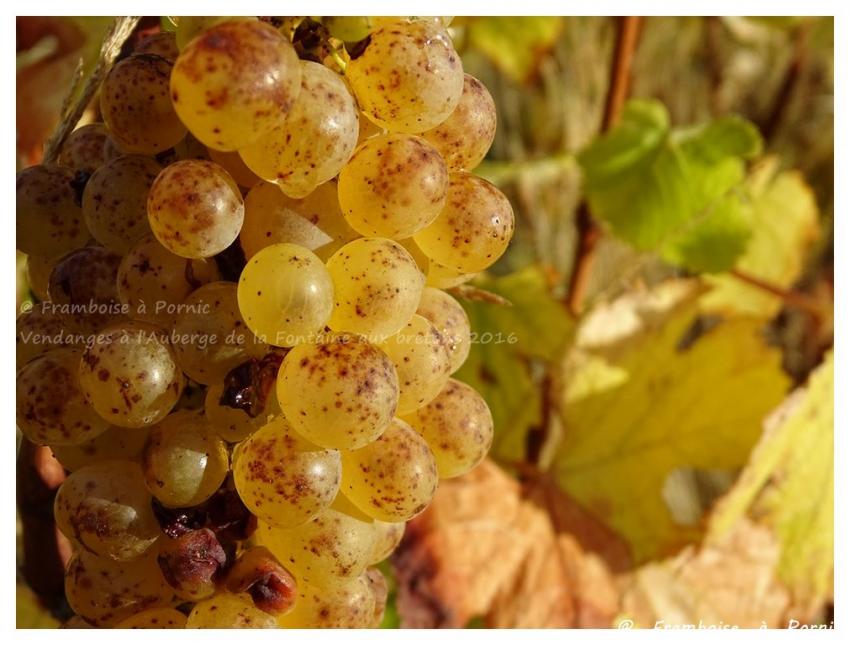 Pornic, Vendanges à l'Auberge de la Fontaine aux bretons - 2016