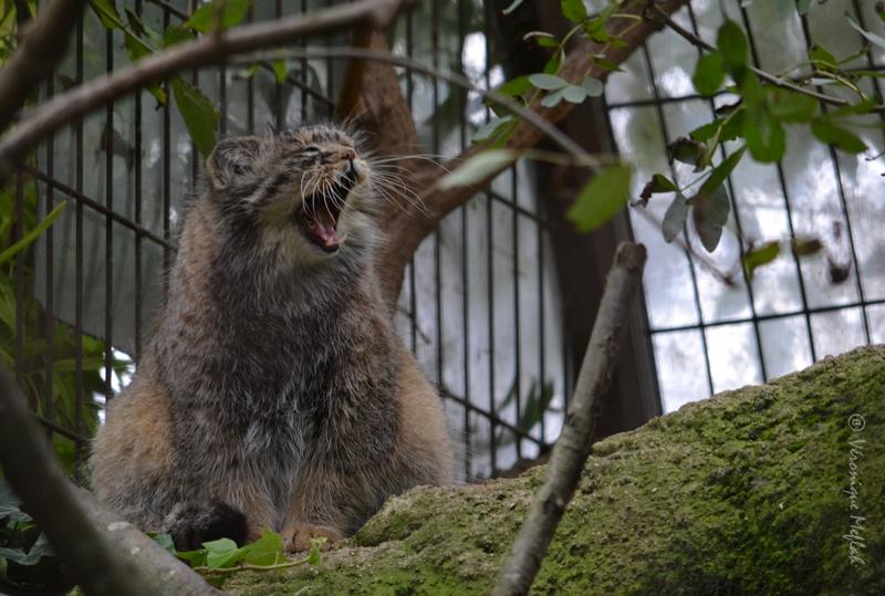 Ménagerie du jardin des Plantes : Le chat de PALLAS
