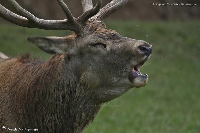 Brame du Cerf