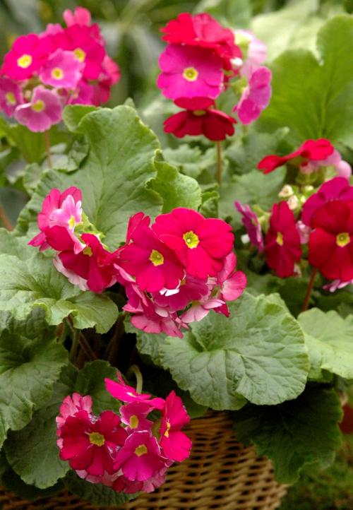 Fleurs cultivées : Primevère