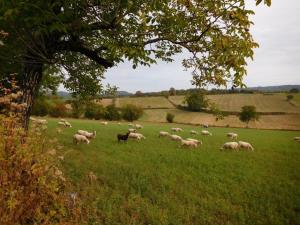 mouton Themines