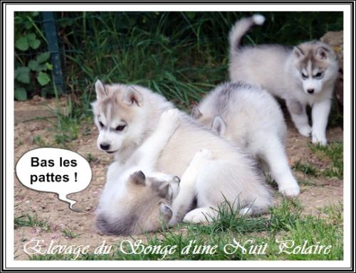Portée de Lakmé (21 avril 2020)