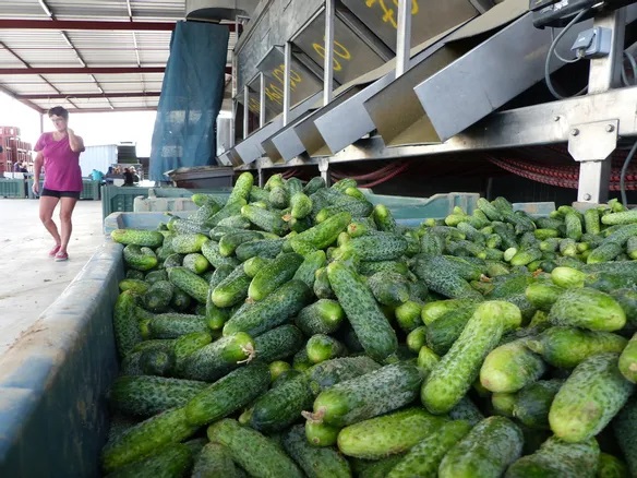 Légumes du mois de Juillet