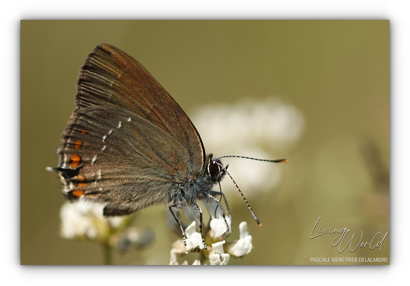 Quelques Papillons... (autres familles)
