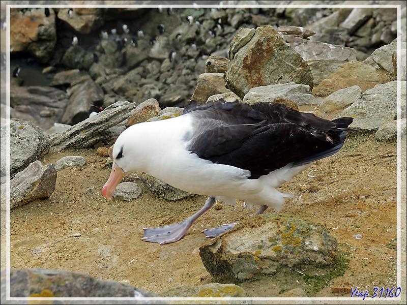L'envol de l'Albatros à sourcils noirs, Black-browed Albatross (Thalassarche melanophris) - Coffin's Harbour - New Island - Falkland (Malvinas, Malouines) - Grande-Bretagne