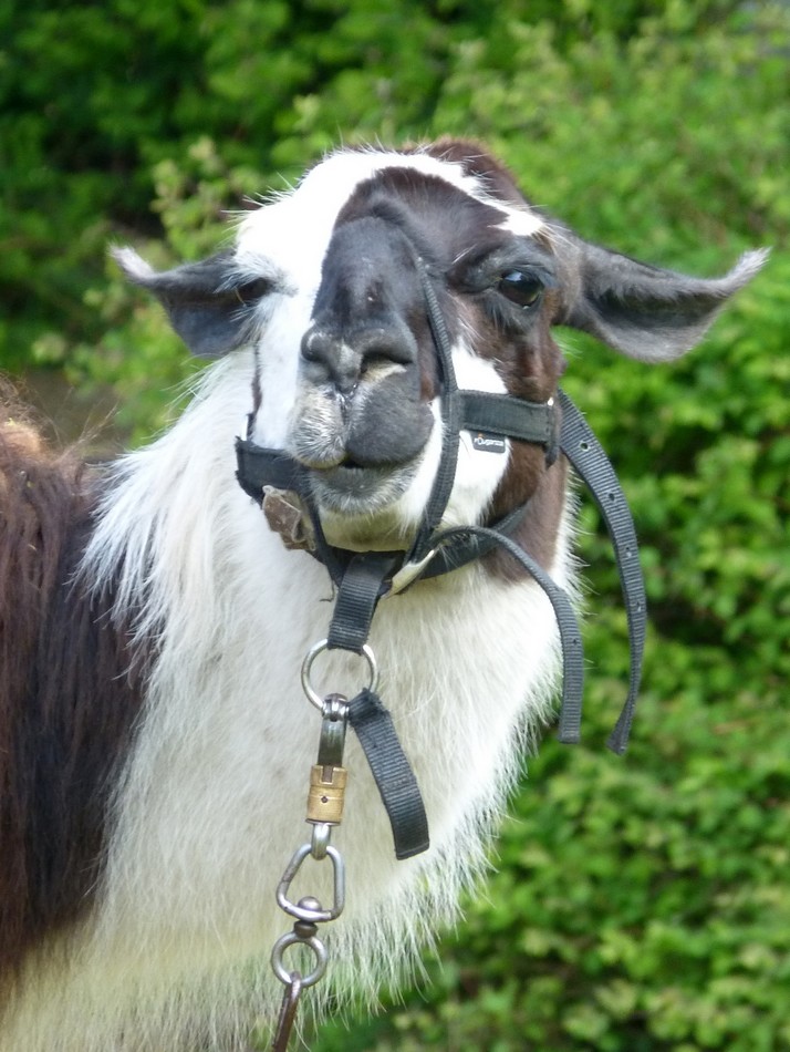 Animation dans mon quartier