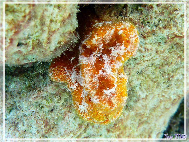 Eponge orange (éponge balle "dégonflée" ?) - Atoll de Fakarava - Tuamotu - Polynésie française