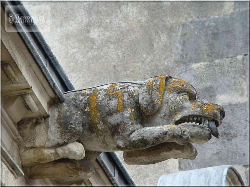 La Rochelle Maison Nicolas Venette gargouille