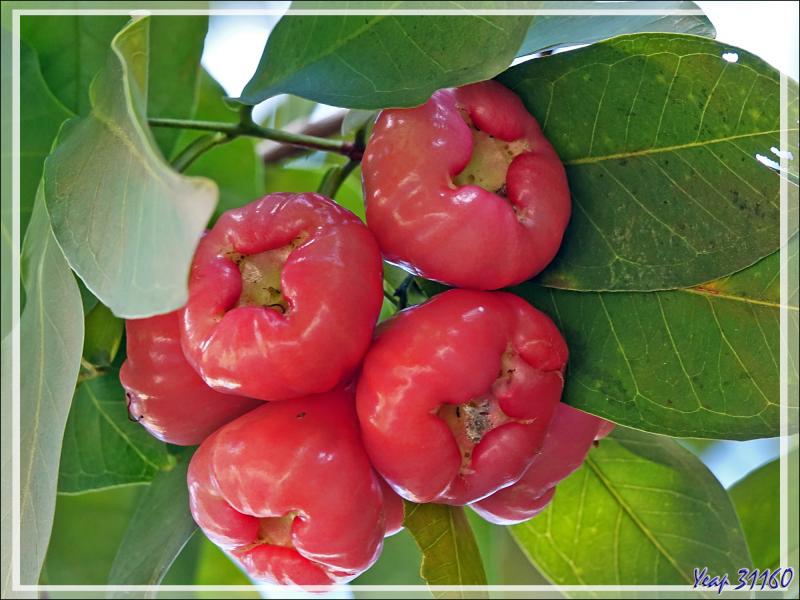 14/12/2021(suite) : seconde journée à Silhouette Island passée entre promenade dans le village et les jardins du grand complexe hôtelier voisin et baignades - Seychelles