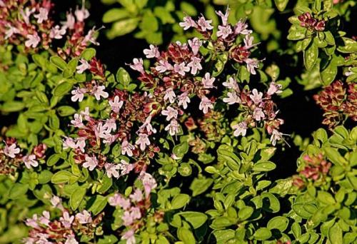 Fleurs cultivées : Marjolaine