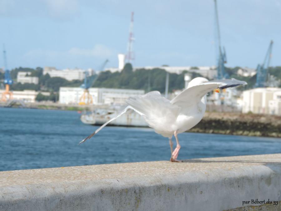 Brest dept 29 - Finistère