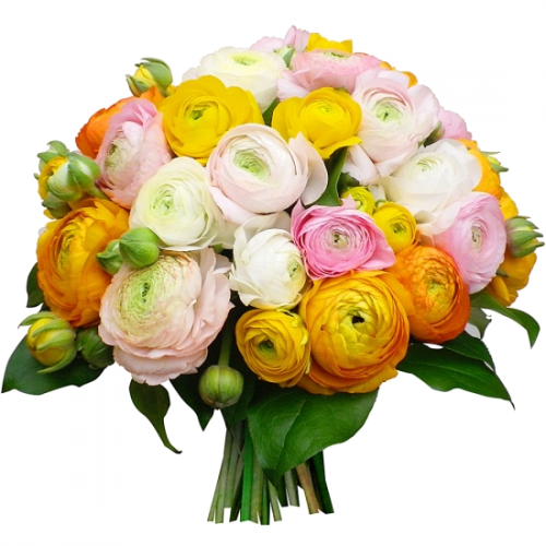 Fleurs cultivées : Renoncule