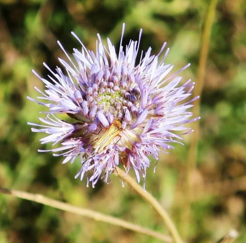 Visite du Colorado Provençal à Rustrel