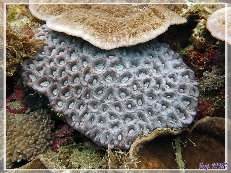 Grande étoile de corail, Larger star coral (Favites paraflexuosus) - Beangovo - Tsarabanjina - Mitsio - Madagascar