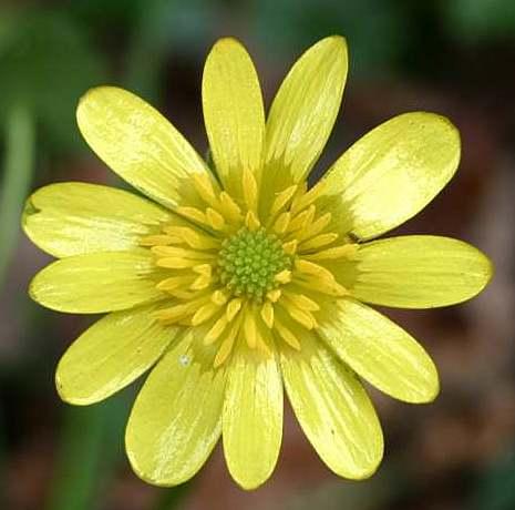 Ficaire : Fausse Renoncule