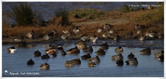 Canards souchet et Sarcelles d'hiver