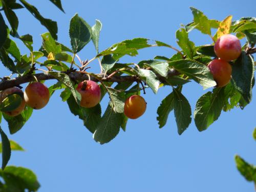 Les dernières heures du jardin....