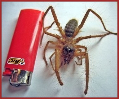 Les insectes  (1)