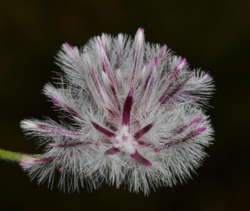 Fleurs cultivées : Ptilotus