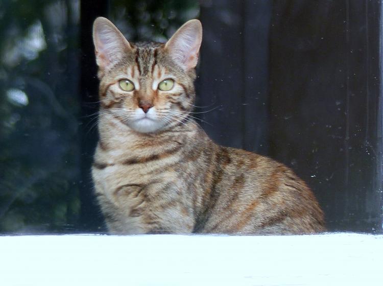 Les chats de rencontres..