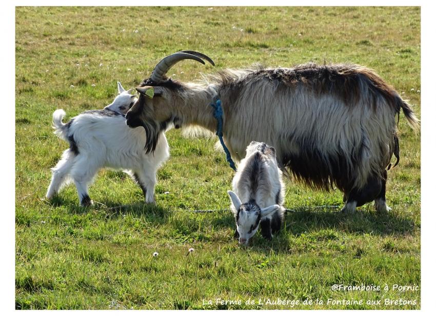 chevreaux et leur grand- mère