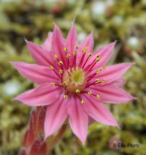 Fleurs cultivées : Joubarbe