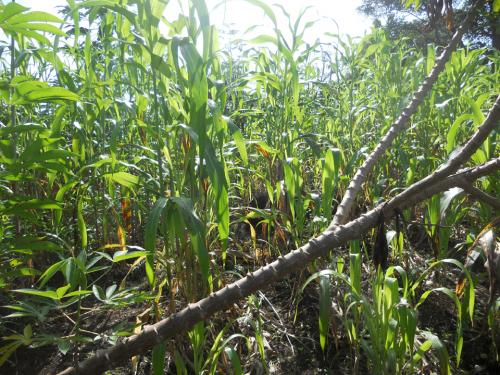 TERRAIN AGRICOLE