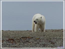 Dernière série avec cet ours on ne peut plus photogénique ! (Polar bear) - Creswell Bay - Somerset Island - Nunavut - Canada