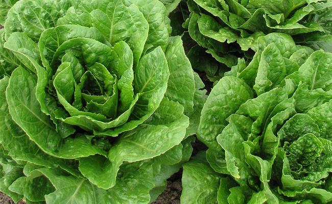Légumes du mois de Juillet