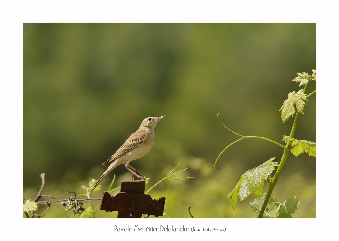 Pipit rousseline